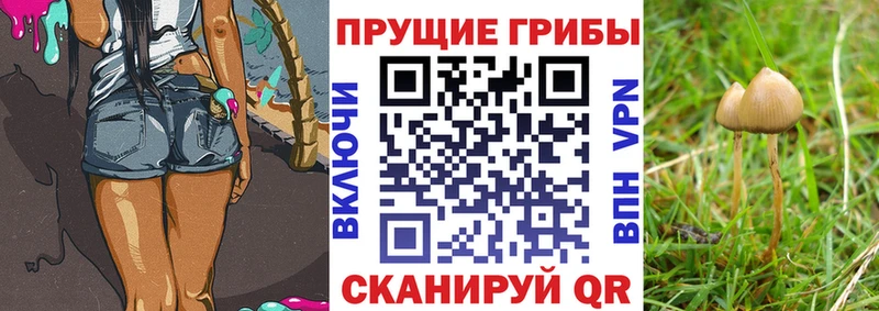 Псилоцибиновые грибы GOLDEN TEACHER  Шагонар 